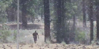 Grainy Photo taken by Mr. Bradenshauer which purportedly shows Bigfoot running away from him.