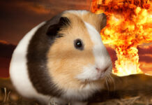 Nevada City Guinea Pig Sugar Peaches isn't concerned about the pending nuclear holocaust brought on by a Donald Trump[ Presidency.