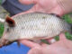 Freak GMO Fish Caught in Local Lake