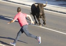 Pete Johnson of Cedar Ridge attempting to capture his pet Bull "Jim" on Mill Street in Grass Valley. Picture courtesy of Janet Williams of Cedar Ridge.