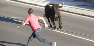 Pete Johnson of Cedar Ridge attempting to capture his pet Bull "Jim" on Mill Street in Grass Valley. Picture courtesy of Janet Williams of Cedar Ridge.