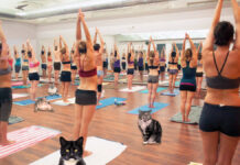 After receiving numerous threats from dogs owners, a local CO-OP has shut down all cat yoga sessions.
