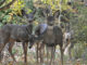 Mayhem After Nevada City Uses Deer to Eat Underbrush During Hunting Season
