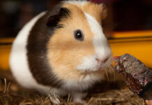 A Nevada City guinea pig seemed uninterested in a "short rib treat" left by its 12 year old owner.