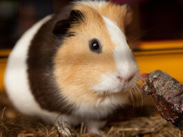 A Nevada City guinea pig seemed uninterested in a "short rib treat" left by its 12 year old owner.