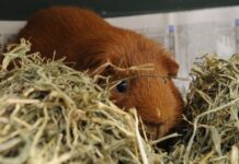 Area guinea pig Chewy-Dewey has obtained a higher level of consciousness after being overfed timothy hay.
