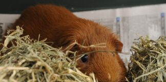 Area guinea pig Chewy-Dewey has obtained a higher level of consciousness after being overfed timothy hay.