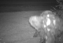 A critter cam caught what area amateur cryptozoologist Keith Bradenshauer claims is a werewolf.