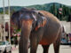 Nevada City Electrocutes Elephant to Demonstrate the Dangers of 5G
